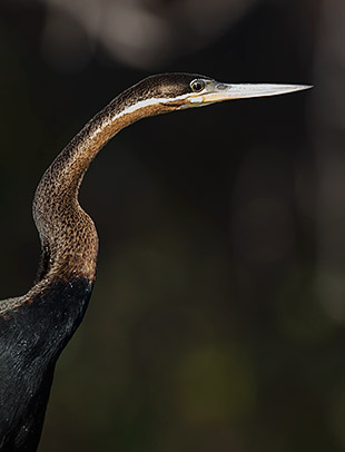 African Darter head